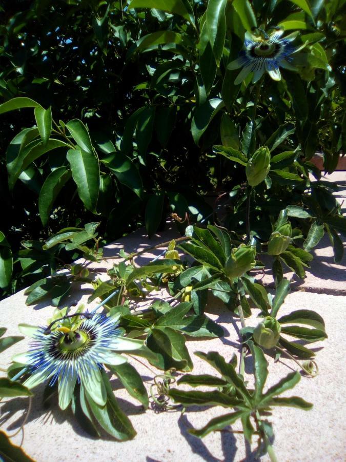 Bed and Breakfast Casa Te La Bradamante Magliano Екстер'єр фото